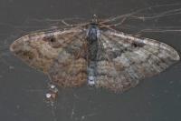 Nycterosea obstipata