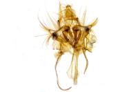 Nycteola revayana