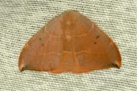 Watsonalla uncinula