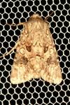 Anarta pugnax