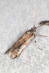 Pempelia palumbella