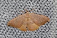Watsonalla uncinula