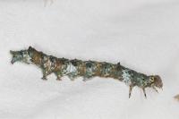 Catephia alchymista