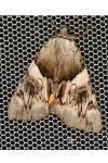 Catocala fulminea