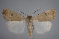 Caradrina clavipalpis