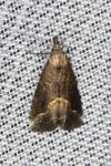 Schrankia costaestrigalis
