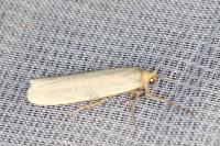 Eilema caniola