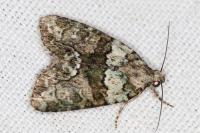 Cryphia algae