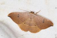 Watsonalla uncinula