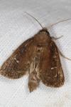 Lenisa geminipuncta