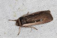 Ochropleura leucogaster