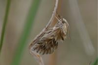 Cynaeda dentalis