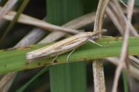 Agriphila tristella