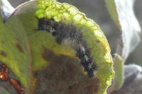 Orgyia recens