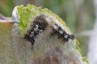 Orgyia recens