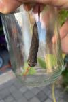 Hippotion celerio