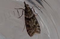 Eudonia angustea