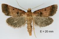 Stemmatophora brunnealis