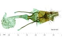 Stemmatophora brunnealis