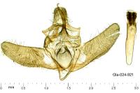 Stemmatophora brunnealis