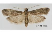 Ephestia woodiella