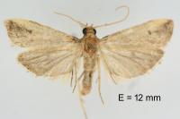 Metallostichodes nigrocyanella