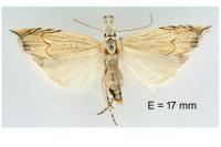 Metacrambus carectellus