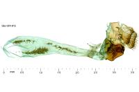 Metacrambus carectellus