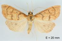 Anania testacealis
