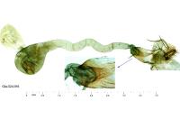 Anania testacealis