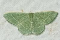 Phaiogramma etruscaria