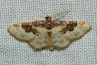 Idaea rusticata