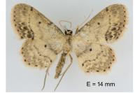 Idaea dimidiata