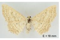 Idaea elongaria