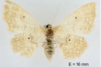 Idaea mancipiata