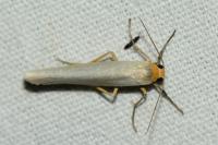 Eilema caniola