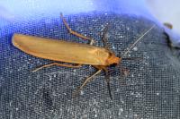 Indalia pygmaeola pallifrons