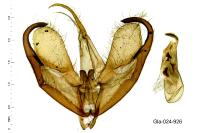 Wittia sororcula