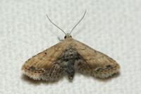 Araeopteron ecphaea