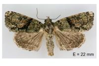Cryphia ochsi