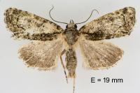 Cryphia algae