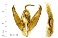 Cryphia algae