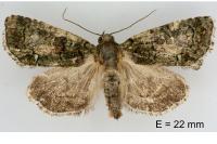 Cryphia pallida