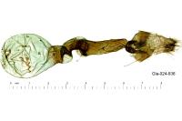 Aedia leucomelas