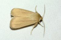 Mythimna pallens