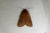 Agrochola lychnidis