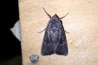 Aporophyla nigra