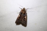 Xestia c-nigrum