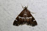 Spoladea recurvalis
