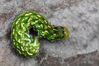 Anarta myrtilli